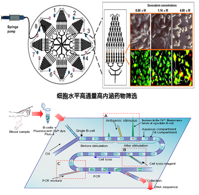 微流控生物芯片在疾病診斷和藥物研究的應(yīng)用