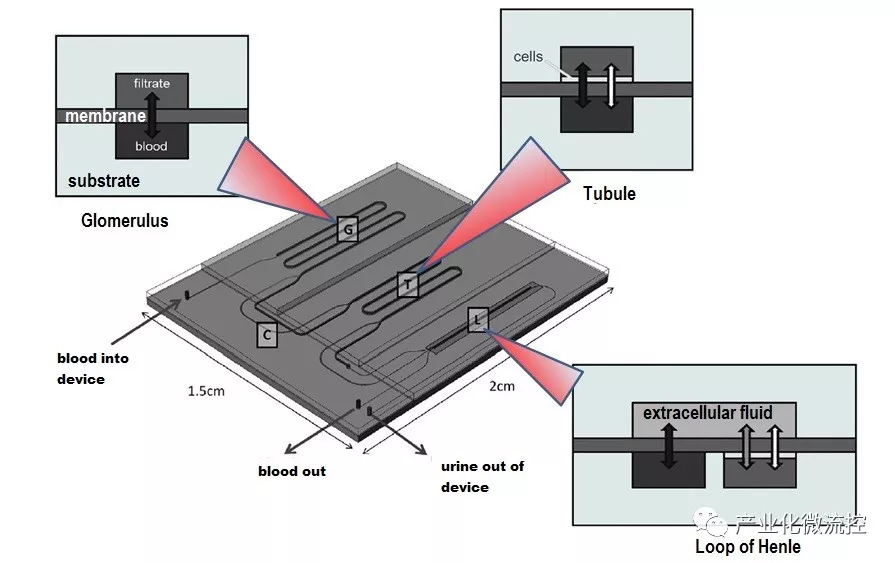  具有三個功能單元橫截面的微流控芯片裝置的示意圖
