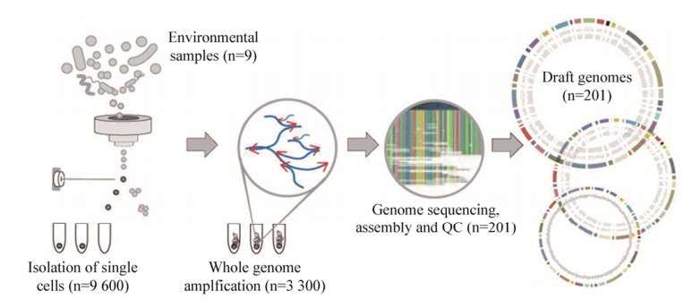 圖4單細(xì)胞測序工作流程