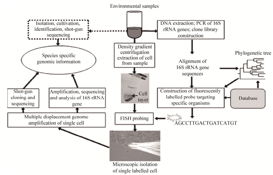 圖5利用熒光原位雜交進(jìn)行單細(xì)胞分離和擴(kuò)增的原理圖