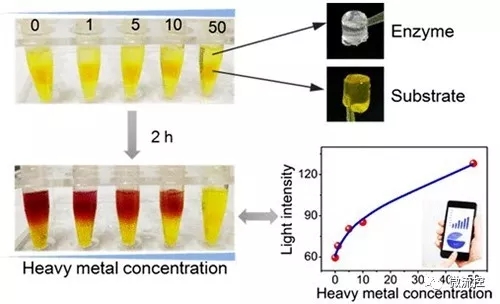 可視化重金屬離子總毒性評估 可視化重金屬離子總毒性評估