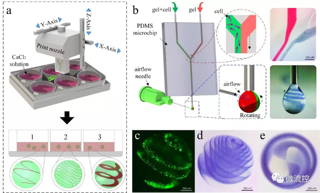 圖 1. 氣流輔助異質螺旋微球類器官的成型工藝