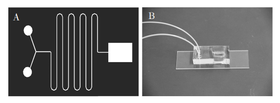 圖1(A)芯片結構示意圖;(B)制備的微流控芯片照片Fig．1(A)Diagramofchipstructure;(B)Photooffabricatedmicrofluidicchip的通道寬度相同。