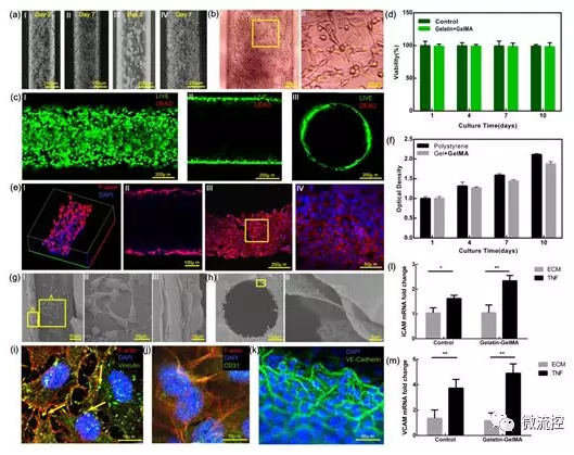 基于二次交聯方法構造的水凝膠基血管芯片