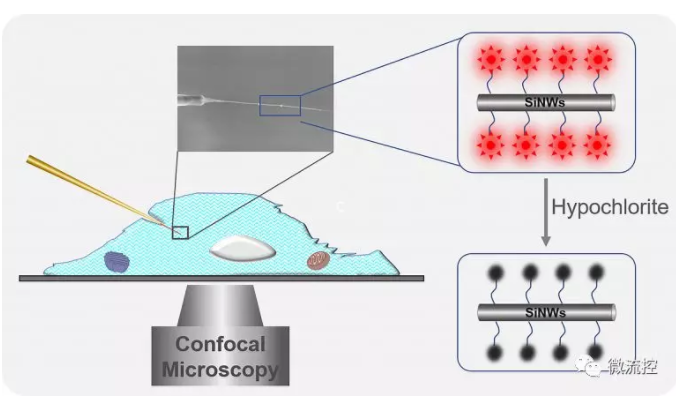 單根硅納米線熒光傳感器實(shí)現(xiàn)單細(xì)胞中內(nèi)源性次氯酸的檢測(cè)