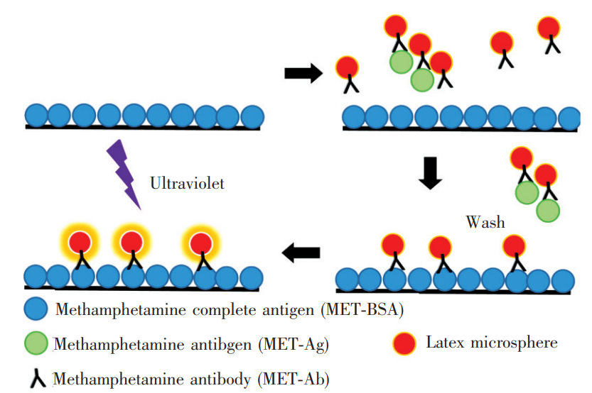 基于時間分辨熒光免疫競爭法檢測冰毒的步驟示意圖
