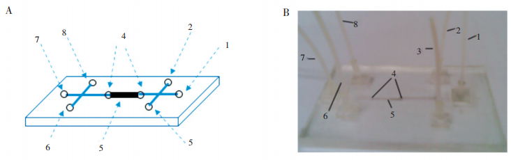 磁珠芯片圖:(A)為示意圖;(B)為實物照片1.磁珠溶液進口;2.樣品與淋洗液進口;3.洗提液進口;4.雙堰;5.磁珠固定區域;6.樣品與淋洗液出口;7.磁珠出口;8.洗提液出口