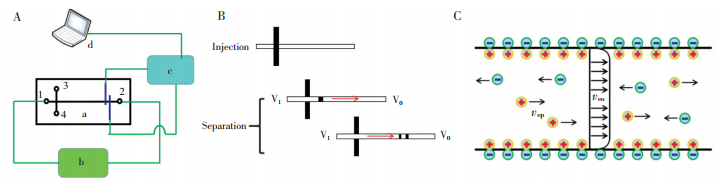 圖1微芯片電泳檢測原理。(A)微芯片電泳系統(tǒng)框圖,a-微芯片,b-分離高壓,c-信號發(fā)生與采集模塊,d-信號后處理模塊;(B)傳統(tǒng)微芯片電泳進(jìn)樣與分離示意圖;(C)電滲流及電泳引起的離子運動示意圖,veo-電滲流引起的運動,vep-電泳引起的運動