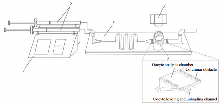Fig.1Aschematicillustrationofthemicrofluidicexperimentalsystem1:Microinjectionpump;2:Micro-syringe;3:Y-microfluidicchip;4:Stereoscopicmicroscope;5:Oocytechannel.