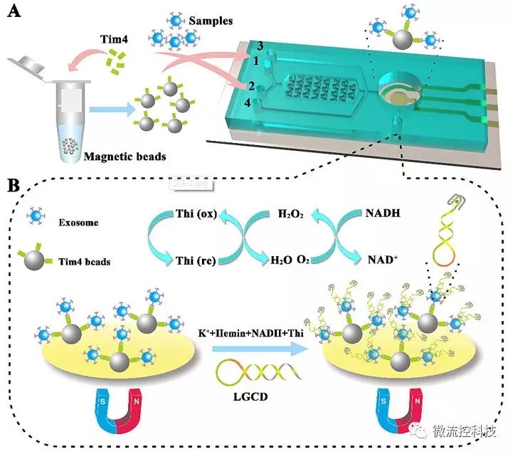 圖1.（A）ExoPCD-chip示意圖；（B）ITO表面電傳感示意圖