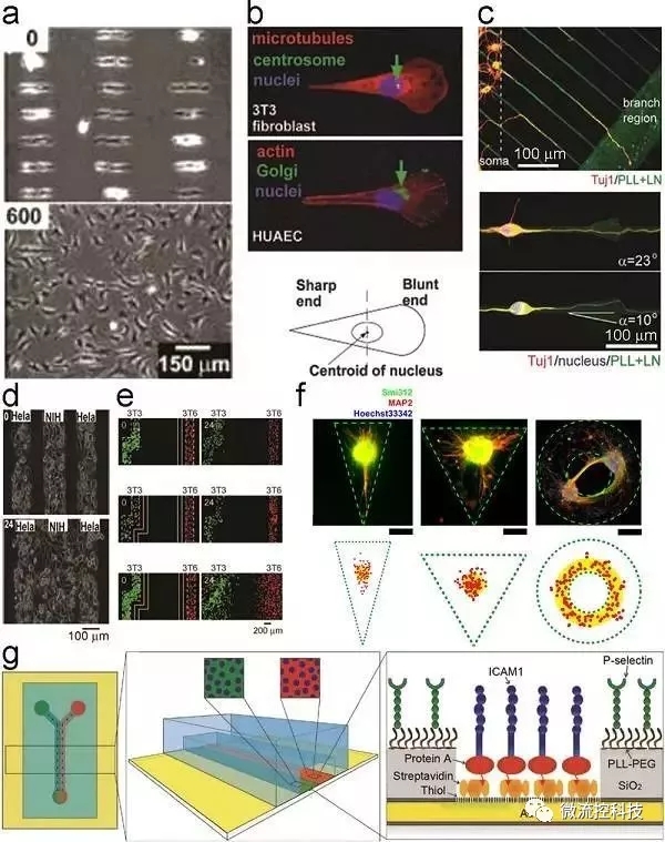 Figure 2.細胞粘附和遷移的幾何約束和動態控制。