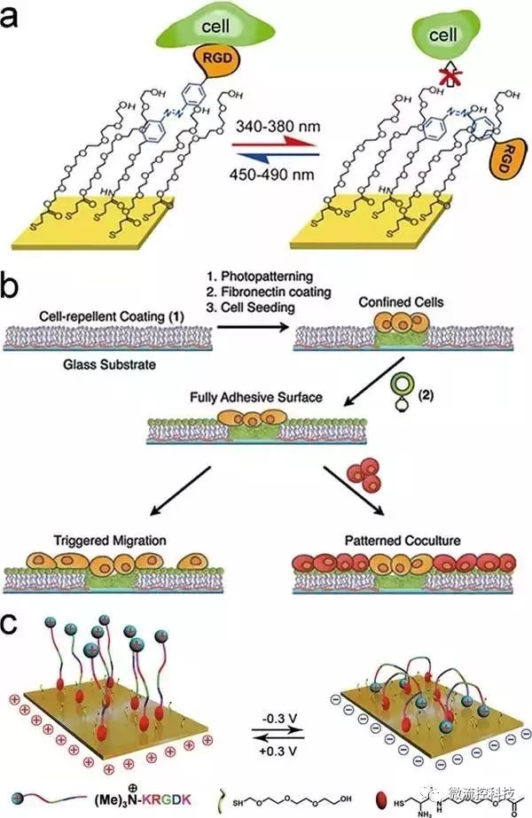 Figure 3.光或電誘導的細胞粘附。