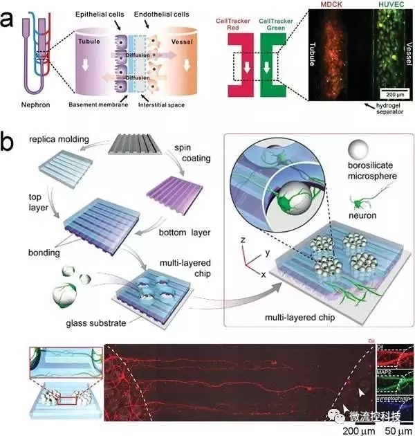 圖6.利用微流控芯片通過“一步法”合成組織。