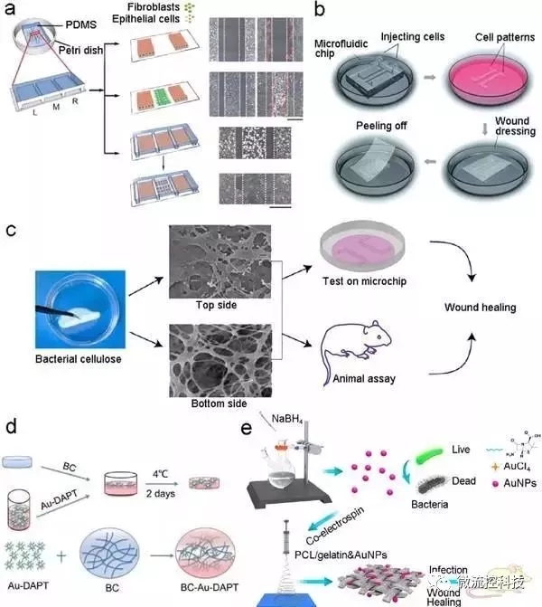 圖7.基于微流控芯片的傷口愈合模型和傷口敷料篩選。