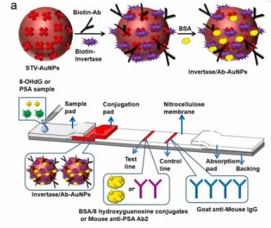 “微流控+智能手機血糖儀” 打造非血糖分子檢測平臺，量化評估DNA過氧化損傷