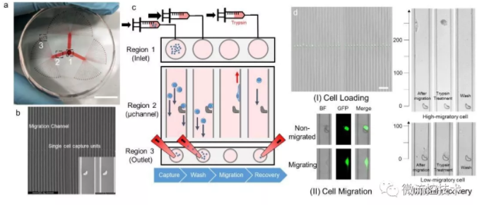 圖 1 SCM-chip的結構表征、操作流程和功能表征