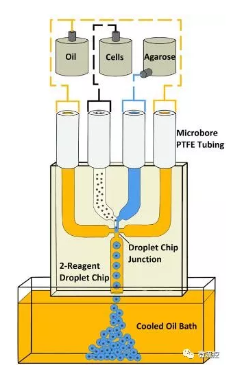 使用具有雙試劑、四通道玻璃連接芯片的微流控液滴系統生成瓊脂糖微珠