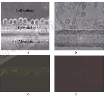 圖5細胞在芯片內的圖片