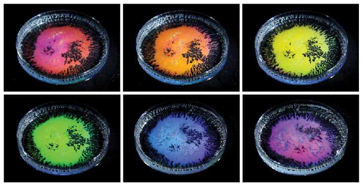 含有透明液滴乳液的培養皿，所述透明液滴乳液由不同密度的油和從不同角度拍攝的水基表面活性劑的混合物制成。當用白光照射時，油滴根據觀察方向反射不同的顏色。新的研究解釋了這種“結構顏色”是如何根據液滴的大小和曲率以及液滴的全內反射形成的。圖片來源：賓夕法尼亞州扎爾扎爾實驗室