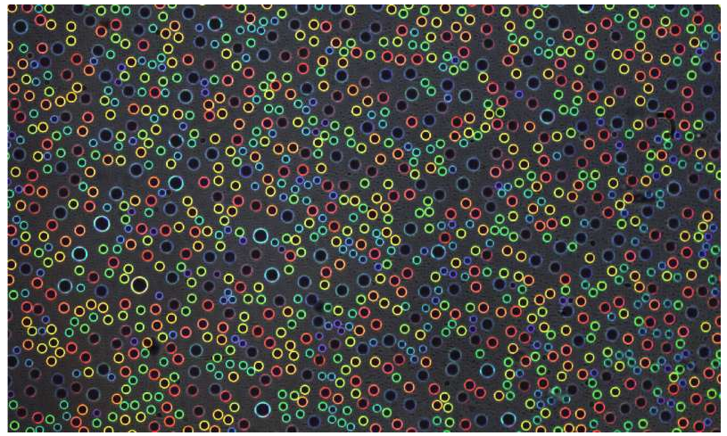 結構顏色來自清澈的水滴。凝聚在透明塑料片上的微米級水滴根據其尺寸反射不同的亮色。圖片來源：賓夕法尼亞州扎爾扎爾實驗室