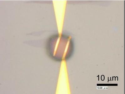 石墨烯和微流控技術(shù)用于細菌檢測