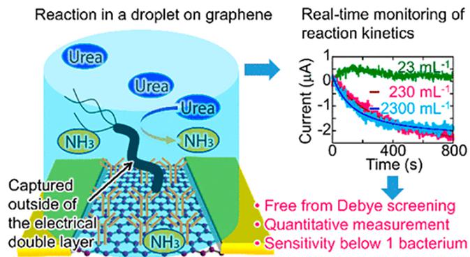 微流控芯片內(nèi)的石墨烯傳感器檢測微小樣品中的細菌