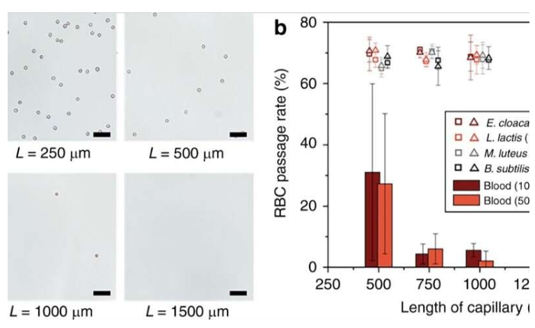 使用微流控整體裝置從血液中分離完整細菌