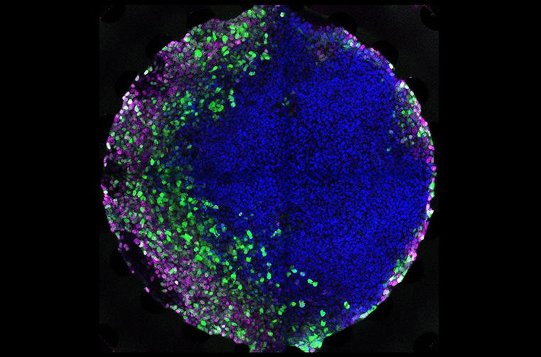 在微流控芯片上培養胚胎干細胞