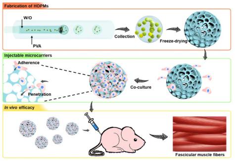 利用微流控技術構建高度貫通多孔微載體用于骨骼肌細胞的微創原位遞送 利用微流控技術構建高度貫通多孔微載體用于骨骼肌細胞的微創原位遞送