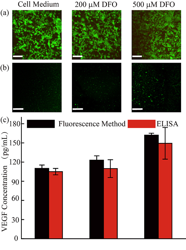 圖 3缺氧條件下的VEGF蛋白在線檢測 圖 3缺氧條件下的VEGF蛋白在線檢測
