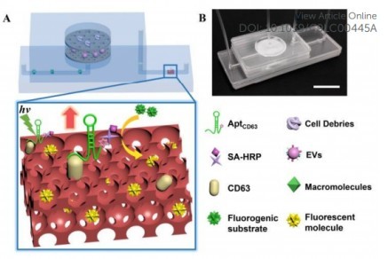 東南大學研究人員開發了一種名為ExoIDchip的微流體芯片，用于細胞外囊泡的有效分離和靈敏定量
