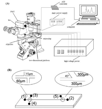 圖2.使用倒置顯微鏡和PMT檢測(cè)器在單個(gè)紅細(xì)胞分析中進(jìn)行微流控芯片電泳。