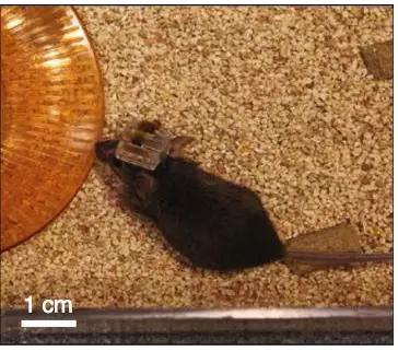 被戴上最新神經裝置的小鼠 被戴上最新神經裝置的小鼠