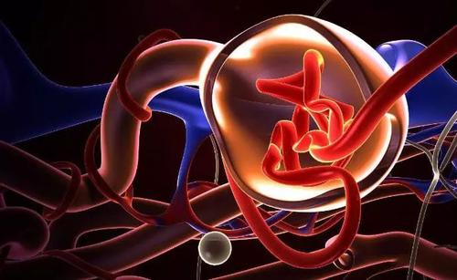 美國科學家開發出芯片上的腎小球 功能足以以假亂真