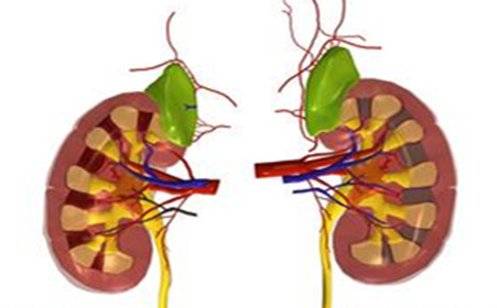 美國科學家開發出芯片上的腎小球 功能足以以假亂真