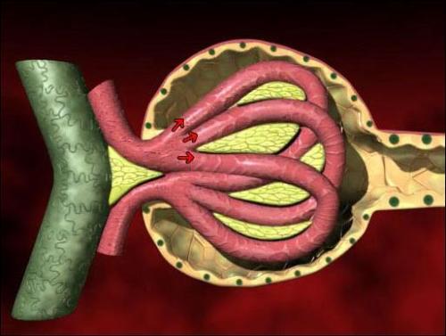 美國科學家開發出芯片上的腎小球 功能足以以假亂真