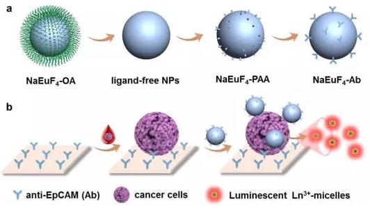不用抓：鑭系發光納米探針