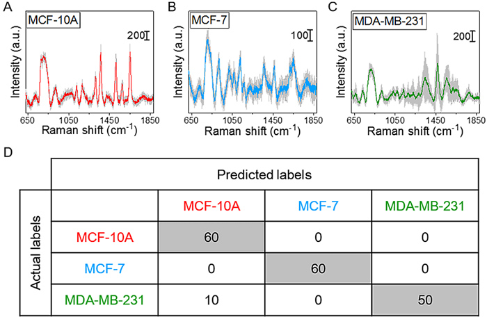 基于軟管微流控的動態流體SERS平臺用于無標記細胞檢測