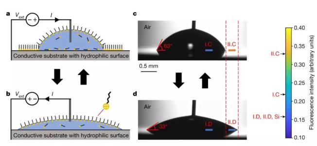 含有離子型表面活性劑的水滴在硅基片上收縮和鋪展，其接觸角隨直流電壓改變。&nbsp;