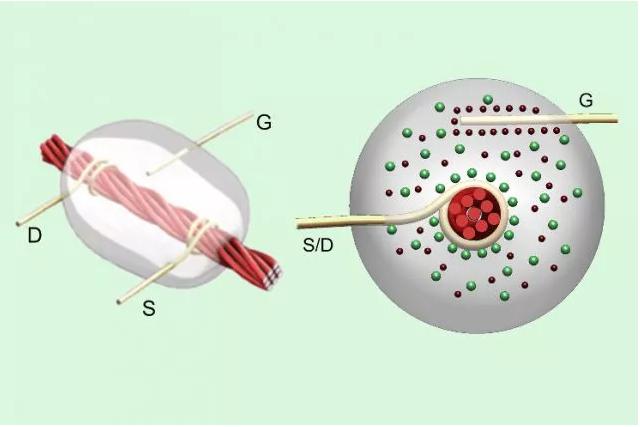 線基晶體管：碳納米管涂覆的亞麻線在源極（S）和漏極（D）金屬線之間攜帶電流，以響應柵極（G）檢測到的電壓。