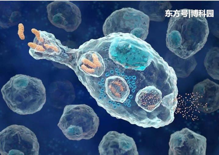 細胞在擁擠的細胞環境中移動得更快? 細胞在擁擠的細胞環境中移動得更快?