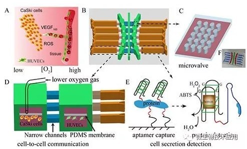 常見組織細胞的培養方法