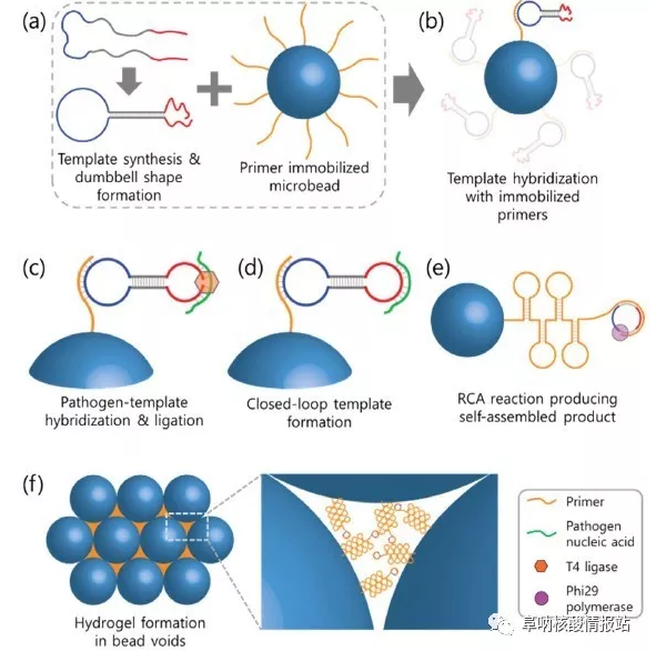 圖2  利用瓊脂糖微珠通過(guò)RCA反應(yīng)形成DNA水凝膠示意圖