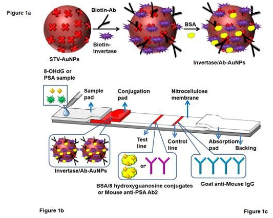 “微流控+智能手機血糖儀” 打造非血糖分子檢測平臺，量化評估DNA過氧化損傷