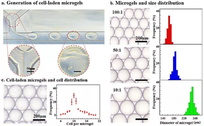 圖3：微流控技術制備包載BMSCs的Gel-HA微凝膠