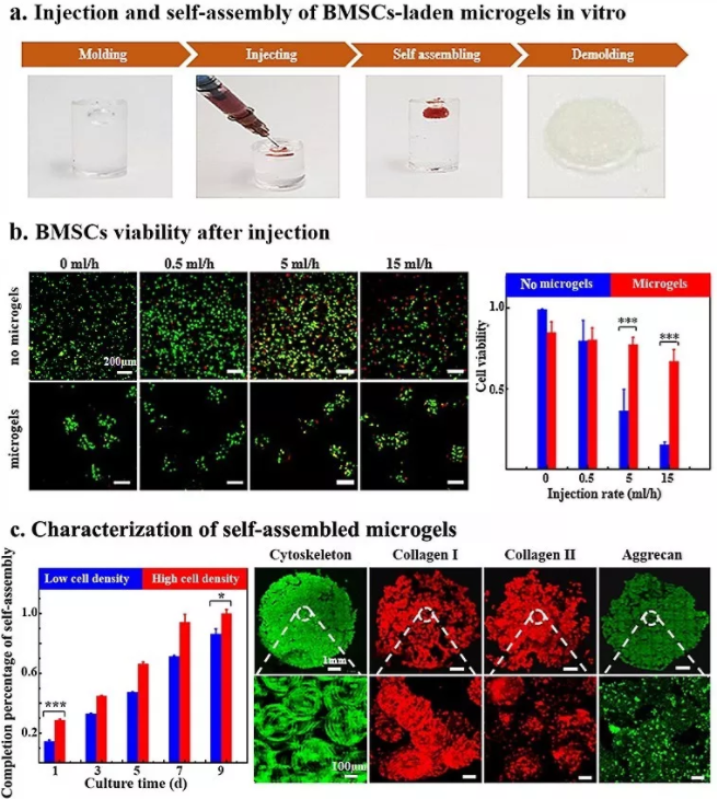 圖5：包載BMSCs的Gel-HA微凝膠在體外實現可注射和自組裝