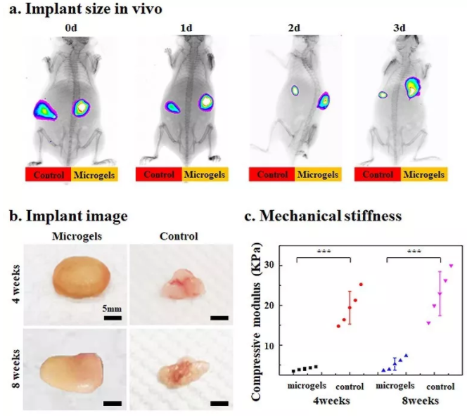 圖6：包載BMSCs的Gel-HA微凝膠在動物體內實現可注射和自組裝