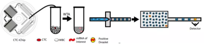 圖1.微流控CTC-iChip系統篩查血液中的肝癌的工作原理。