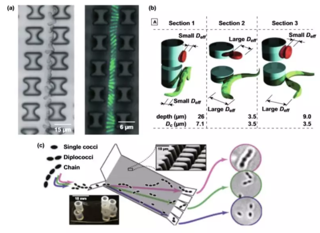 圖4 基于形態的DLD分離的應用。