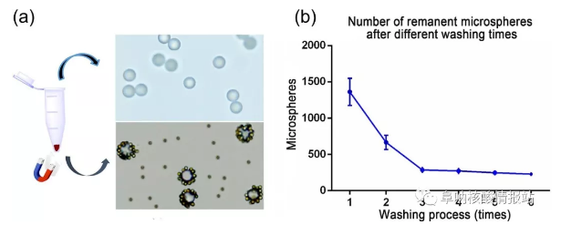 圖5 （a）上清液中游離微球和沉淀物中MBCs，研究了不同洗滌次數(shù)后殘留微球的數(shù)量。（b）經過1次、2次洗滌后，殘余微球數(shù)量急劇減少，3次洗滌后逐漸減少，說明大部分游離微球已被洗滌3次后清除。確定理想的洗滌時間是4。